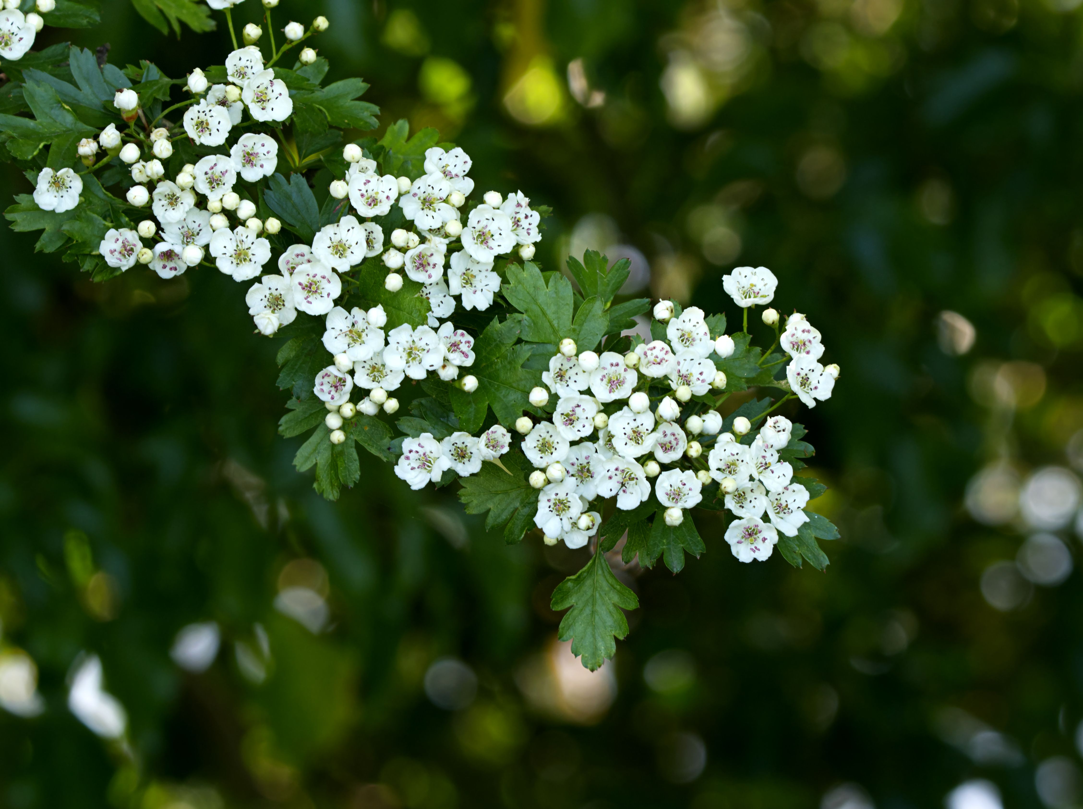 White hawthorn blossoms in soft green light.